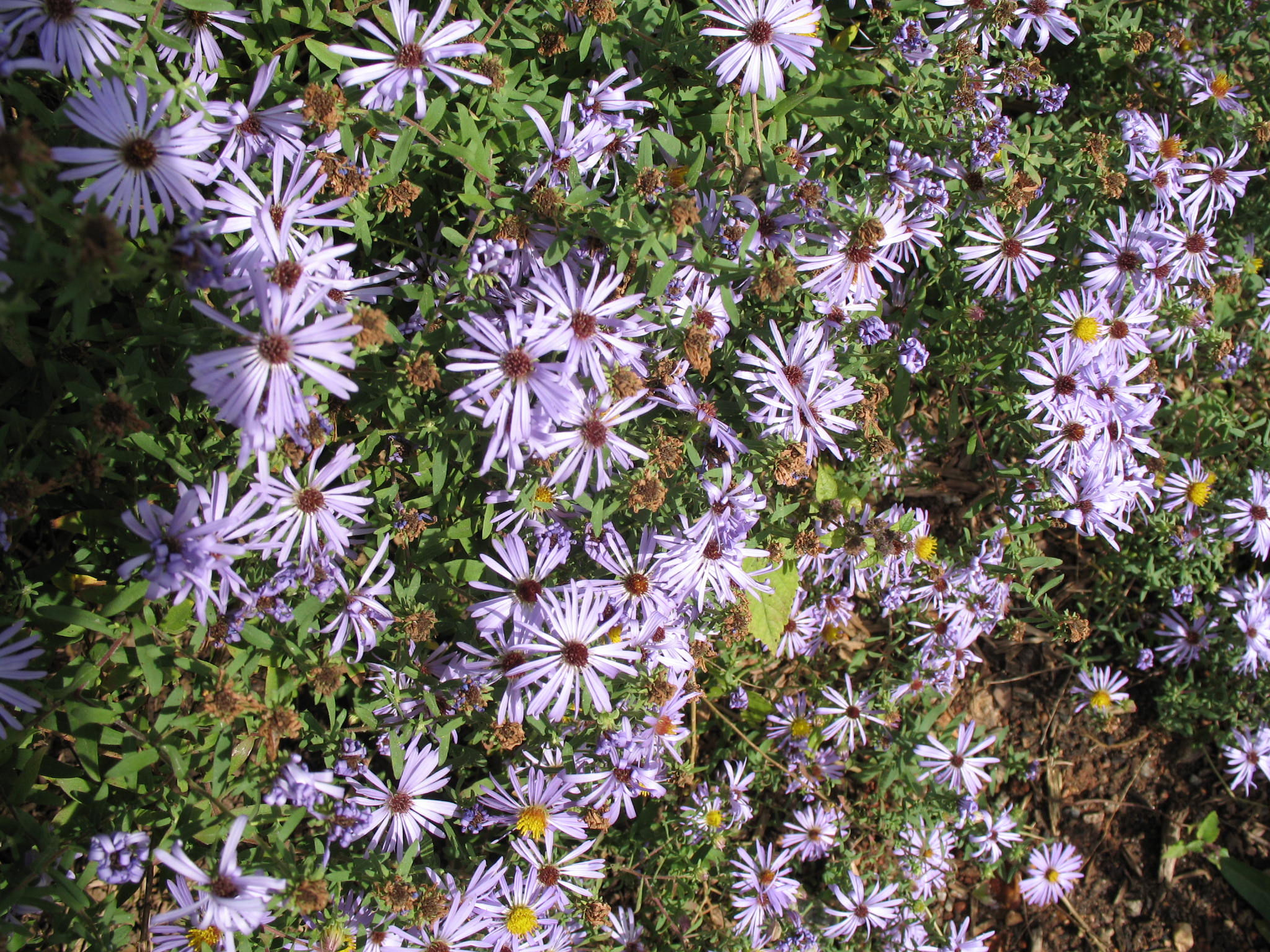 online-plant-guide-aster-oblongifolius-fanny-s-aster